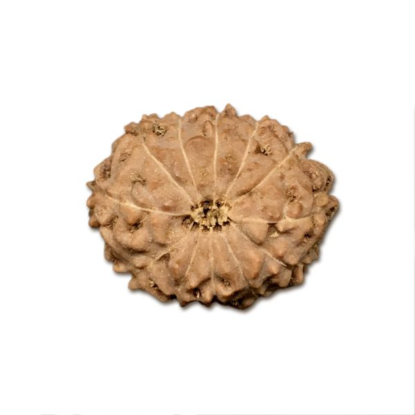 12 Mukhi Indonesian Rudraksha Big