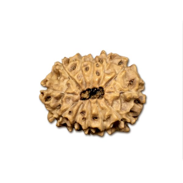 12 Mukhi Indonesian Rudraksha Collector