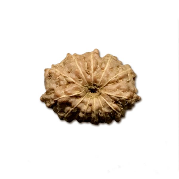 12 Mukhi Indonesian Rudraksha Small