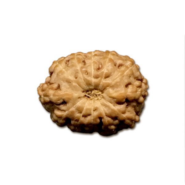 12 Mukhi Indonesian Rudraksha Very Small