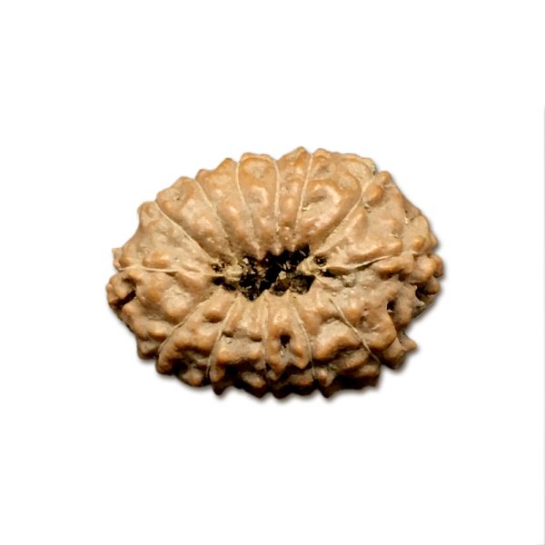 13 Mukhi Indonesian Rudraksha Big