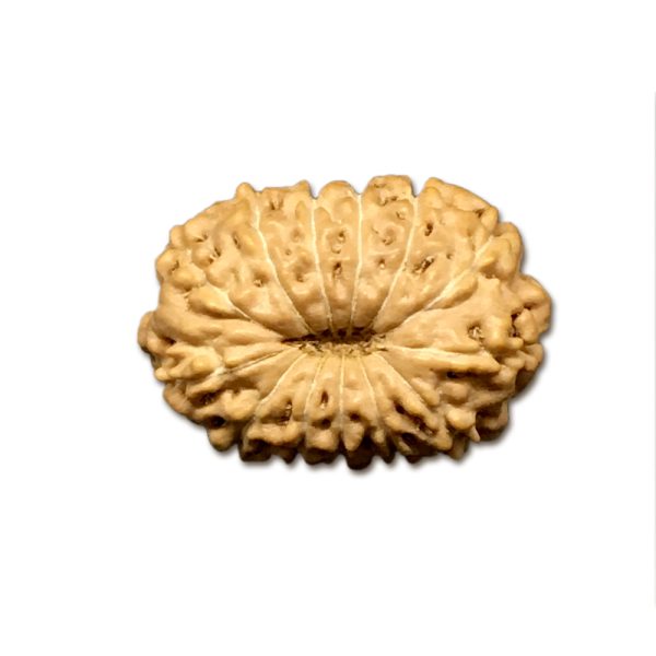 13 Mukhi Indonesian Rudraksha Medium