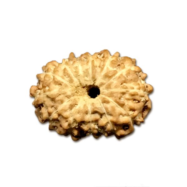 13 Mukhi Indonesian Rudraksha Very Small