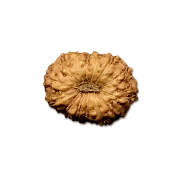 14 Mukhi Indonesian Rudraksha Small