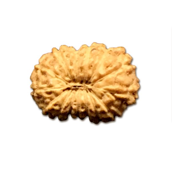 14 Mukhi Indonesian Rudraksha Very Small