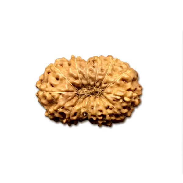 15 Mukhi Indonesian Rudraksha Big