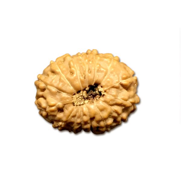 15 Mukhi Indonesian Rudraksha Collector