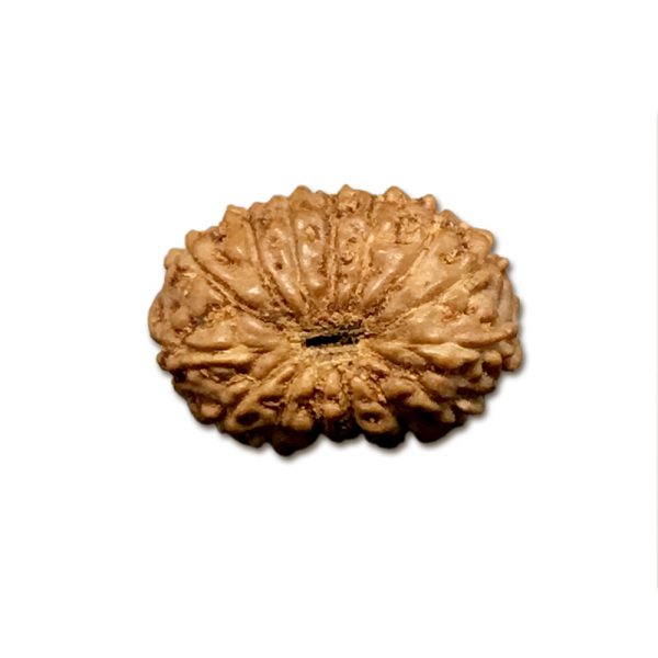 15 Mukhi Indonesian Rudraksha Small