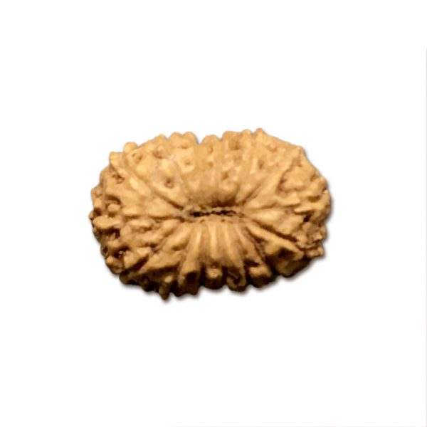 15 Mukhi Indonesian Rudraksha Very Small