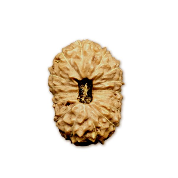 16 Mukhi Indonesian Rudraksha Big