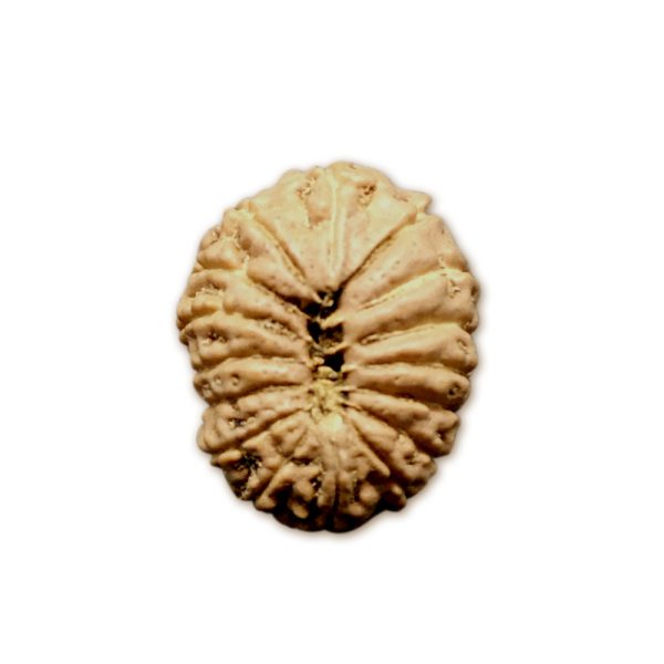 16 Mukhi Indonesian Rudraksha Medium