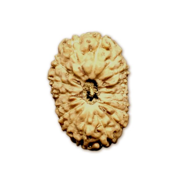 17 Mukhi Indonesian Rudraksha Big