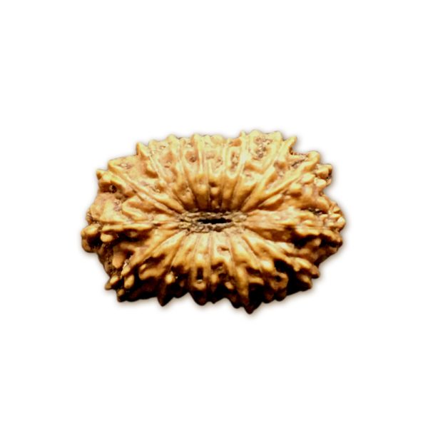 17 Mukhi Indonesian Rudraksha Medium