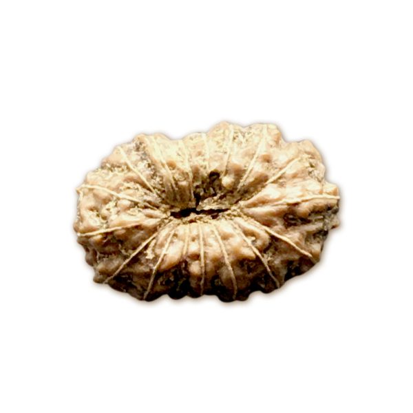 17 Mukhi Indonesian Rudraksha Small