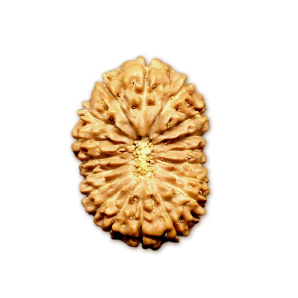 18 Mukhi Indonesian Rudraksha Collector