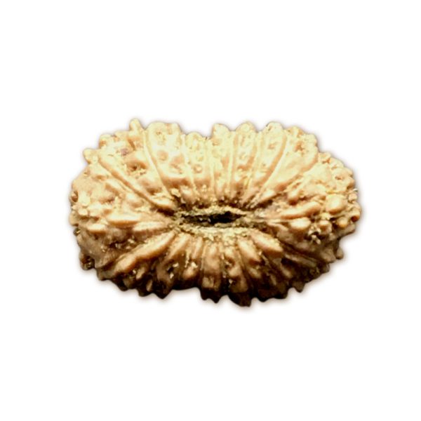 18 Mukhi Indonesian Rudraksha Small