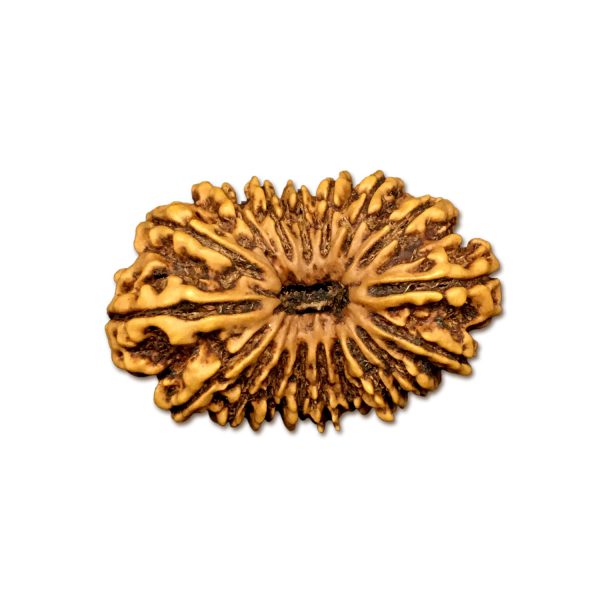 18 Mukhi Nepal Rudraksha Eighteen Face 34.30mm 5.53 Gms