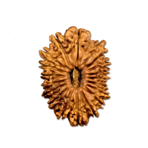 19 Mukhi Nepal Rudraksha |29.32mm|3.00gms