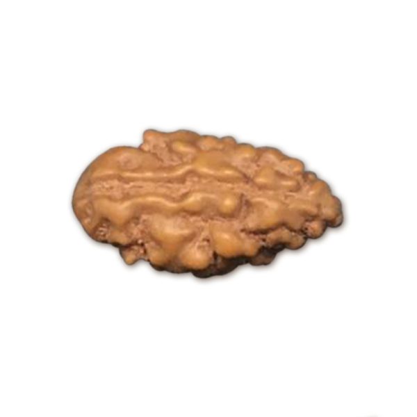 1 Mukhi Indonesian Rudraksha Big