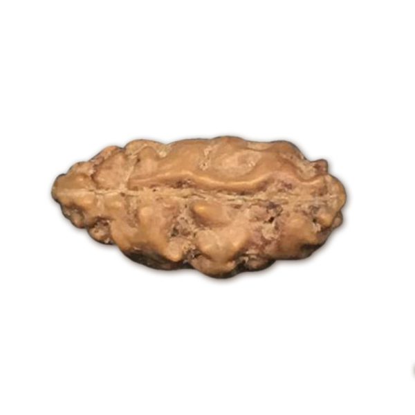 1 Mukhi Indonesian Rudraksha Collector