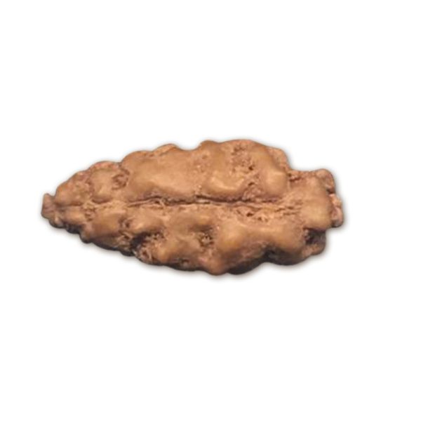 1 Mukhi Indonesian Rudraksha Medium