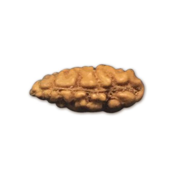 1 Mukhi Indonesian Rudraksha Small