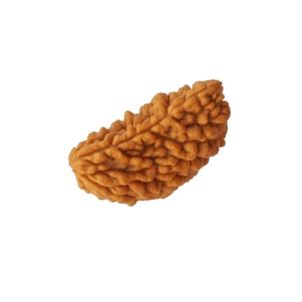 1 Mukhi Indian Rudraksha Big