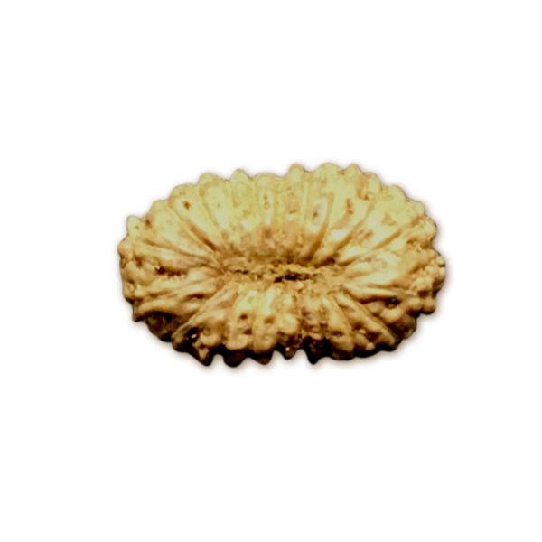 20 Mukhi Indonesian Rudraksha Small