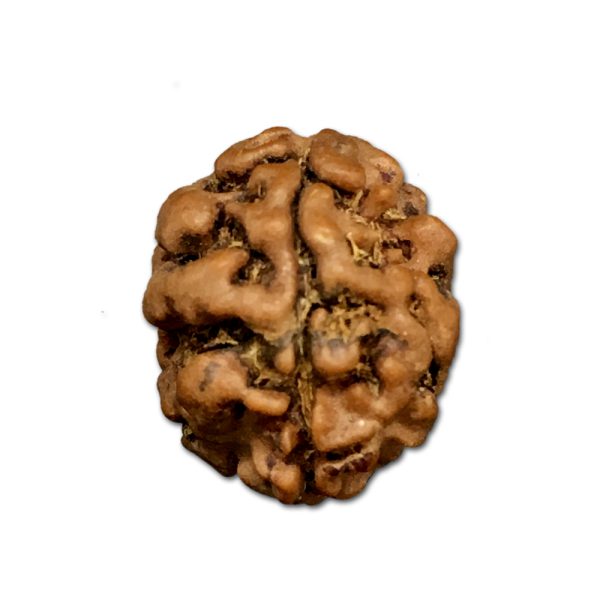 2 Mukhi Nepal Rudraksha Small