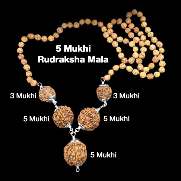 Rudraksha Combination for Health Power 3,3,5,5,5 Mukhi Nepal in Rudraksha Mala