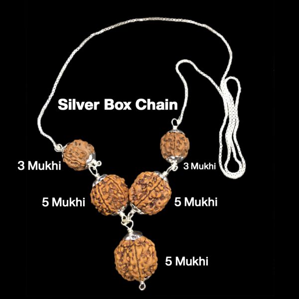 Rudraksha Combination for Health Power 3,3,5,5,5 Mukhi Nepal in Silver Chain