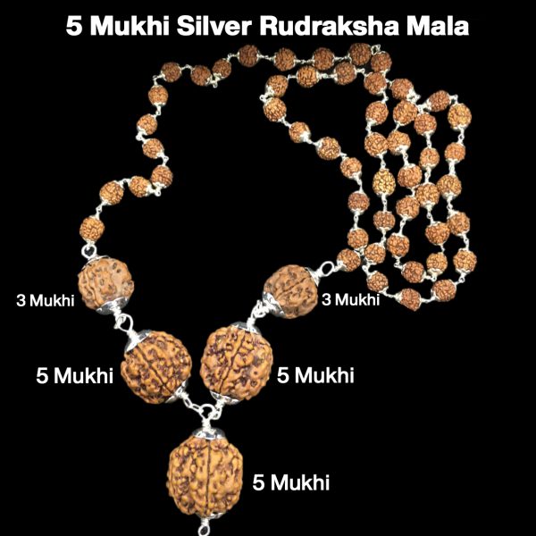 Rudraksha Combination for Health Power 3,3,5,5,5 Mukhi Nepal in Silver Mala