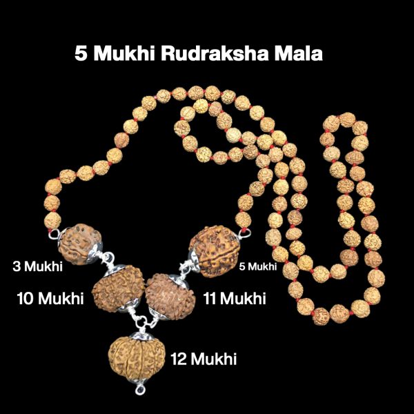 Rudraksha Combination for Navagraha Shanti 3,5,10,11,12 Mukhi Nepal in Rudraksha Mala