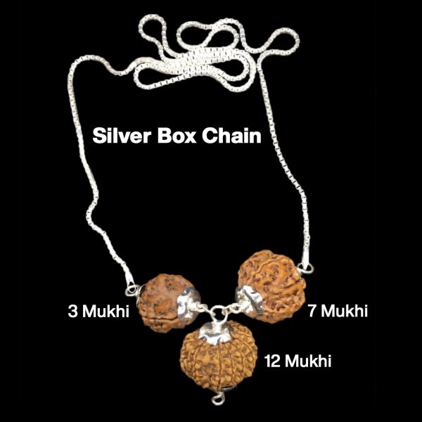 Rudraksha Combination for Career 3,7,12 Mukhi Nepal in Silver Chain