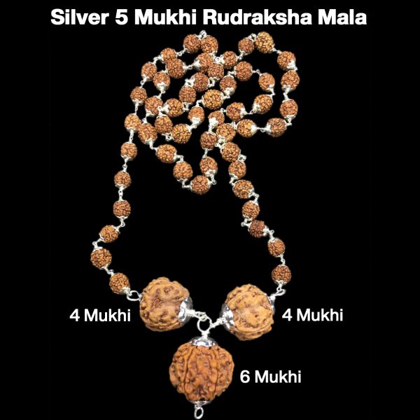 Rudraksha Combination for Students 4,4,6 Mukhi Nepal in Silver Mala