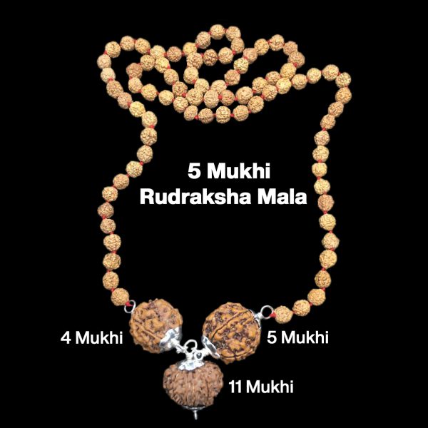 Rudraksha Combination for Wisdom 4,5,11 Mukhi Nepal in Rudraksha Mala