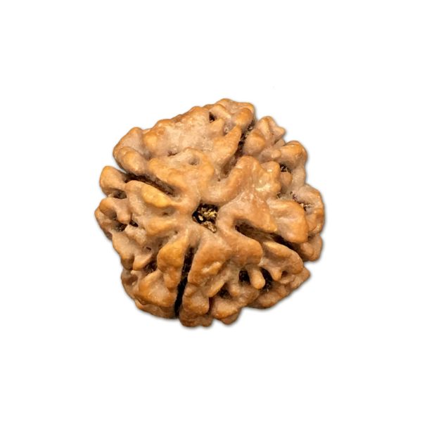 4 Mukhi Nepal Rudraksha Small