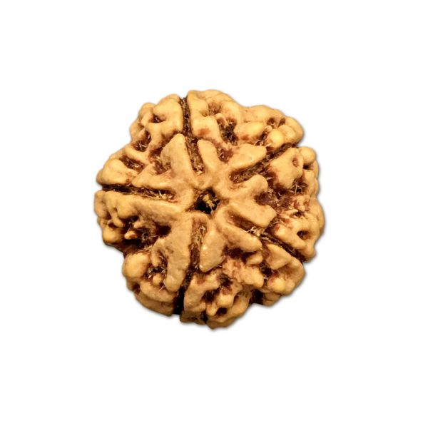 5 Mukhi Nepal Rudraksha Big