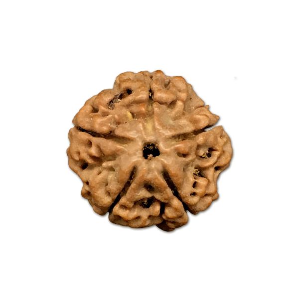 5 Mukhi Nepal Rudraksha Small