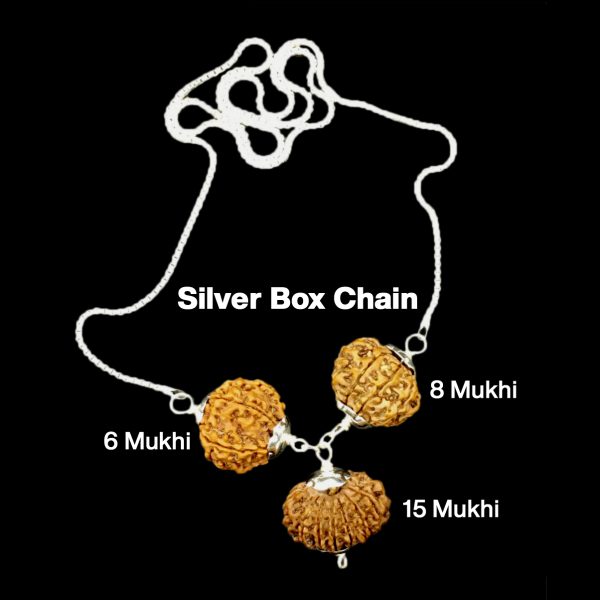 Rudraksha Combination for Business 6,8,15 Mukhi Nepal in Rudraksha Mala