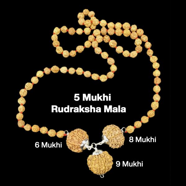 Rudraksha Combination for Females in Business 6,8,9 Mukhi Nepal in Rudraksha Mala