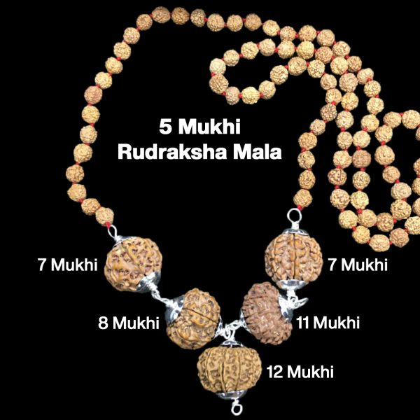 Rudraksha Combination for Business Power (Executives & Businessmen) 7,7,8,11,12 Mukhi Nepal in Rudraksha Mala