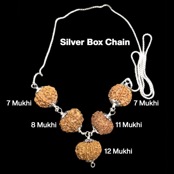 Rudraksha Combination for Business Power (Executives & Businessmen) 7,7,8,11,12 Mukhi Nepal in Silver Chain