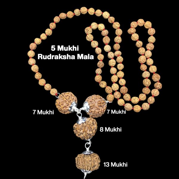 Rudraksha Combination for Business Power (Marketing & Trading) 7,7,8,13 Mukhi Nepal in Rudraksha Mala