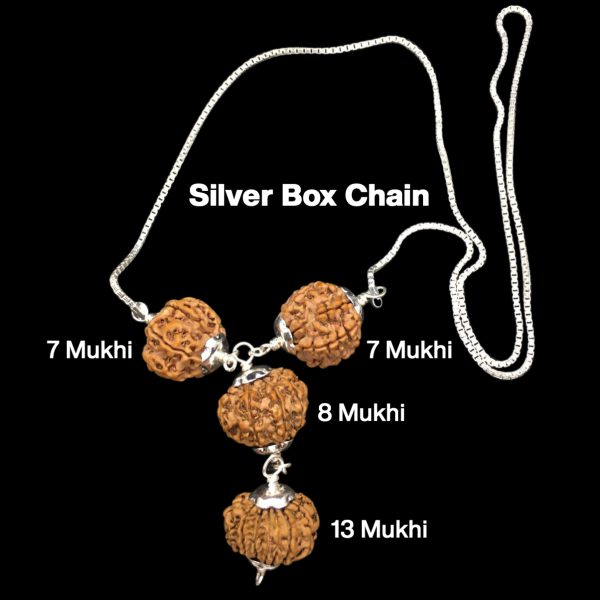 Rudraksha Combination for Business Power (Marketing & Trading) 7,7,8,13 Mukhi Nepal in Silver Chain