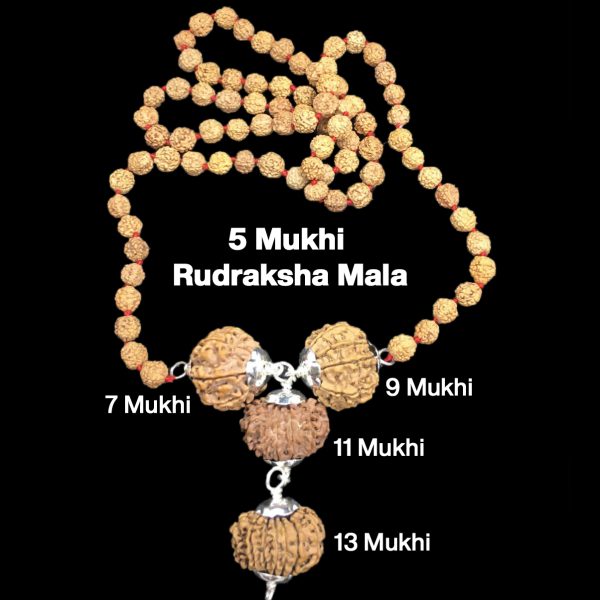 Rudraksha Combination for Wealth 7,9,11,13 Mukhi Nepal in Rudraksha Mala