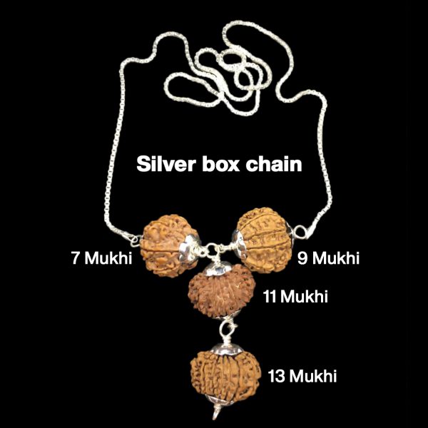 Rudraksha Combination for Wealth 7,9,11,13 Mukhi Nepal in Silver Chain