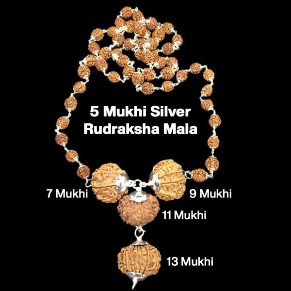 Rudraksha Combination for Wealth 7,9,11,13 Mukhi Nepal in Silver Mala