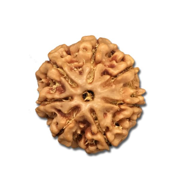 7 Mukhi Nepal Rudraksha Medium