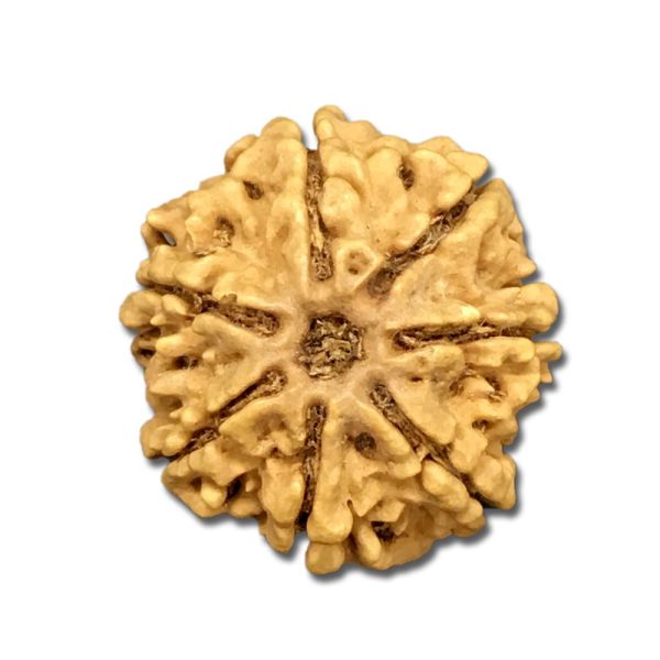 7 Mukhi Nepal Rudraksha Big